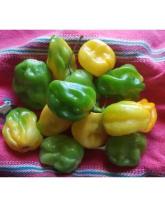 Piments habaneros frais entiers